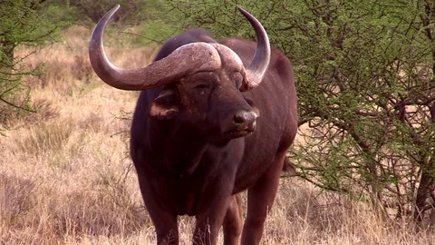 Buffalo Breeding Bull Stock Footage 69871797
