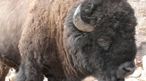 Buffalo bull ECS Stock Footage 11113582