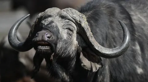 Buffalo Bull Stock Footage 43052763