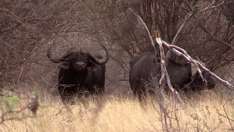 Buffalo Bull Stock Footage 69896882