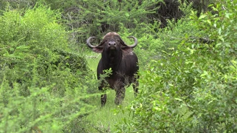 Buffalo bull Stock Footage 311938774