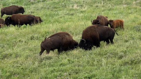 Buffalo Bull gets in second short fight Stock Footage 113821952