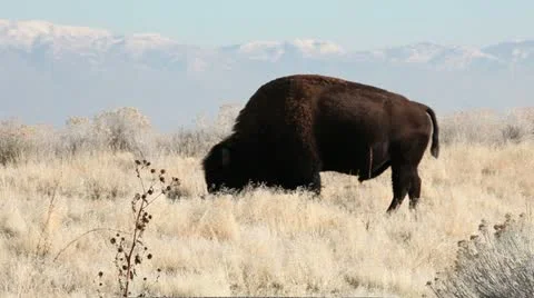 Buffalo Bull Grazing 動画素材 12548105