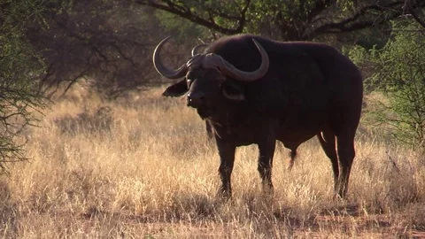 Buffalo Bull Looks at Camera Stock Footage 69871847
