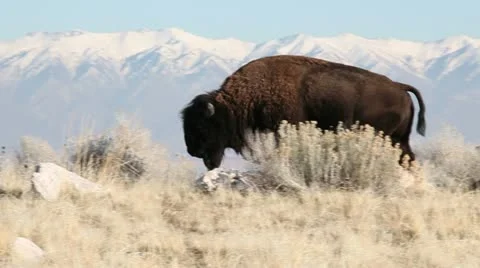 Buffalo Bull Walking 動画素材 12547985