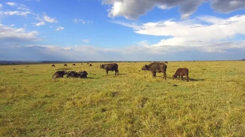 Buffalo bulls gazing in savanna at africa Stock Footage
