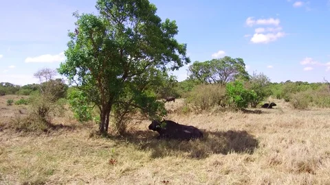 Buffalo bulls gazing in savanna at africa Stock Footage