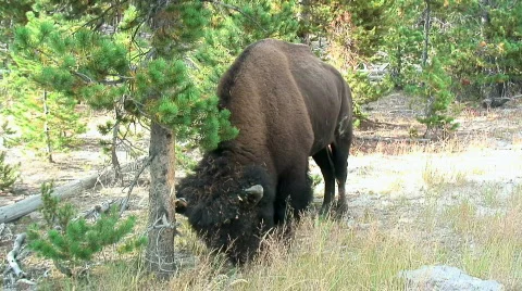 Buffalo bumping a pine Stock Footage 278966