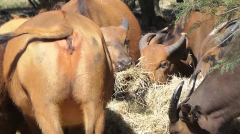 Buffalo in the bush Vídeos de archivo 50555067