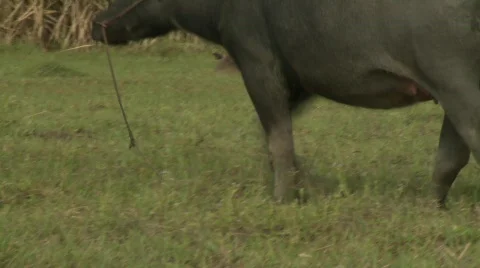 Buffalo with calf Stock Footage 484432