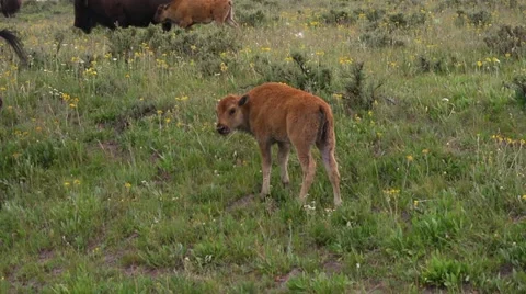 Buffalo Calf Video stock 22113697