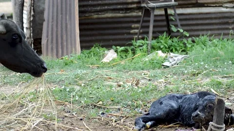 Buffalo Calf 스톡 동영상 156226654