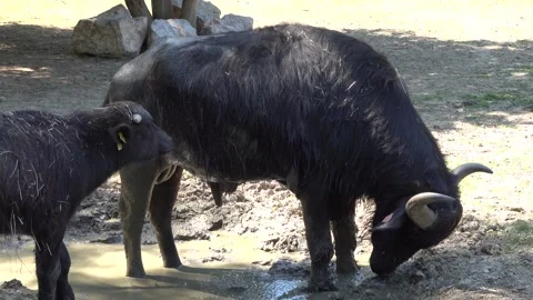 A buffalo with a calf in a mud puddle Video stock 246116860