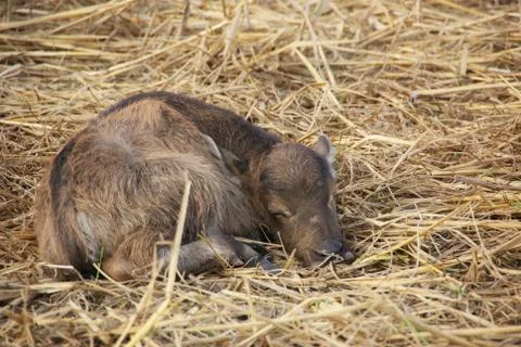 Buffalo calf Stock Photos