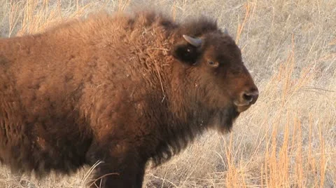 Buffalo calf in profile looks at camera MCU Stock Footage 10767505