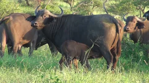 Buffalo calf suckling Stock Footage 11150052