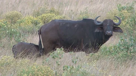 Buffalo calf suckling. Stock Footage 12192849