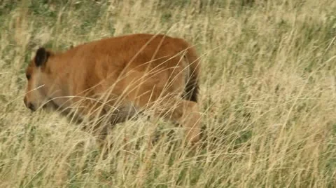 Buffalo calf walks CS camera tracks Video stock 11149146