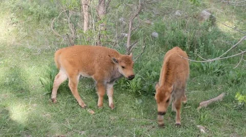 Buffalo calves in MCS look at camera Stock Footage 11149150