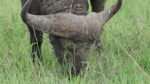 Buffalo, Cape buffalos grazing, close up ,Savannah, Africa Video stock 84229744