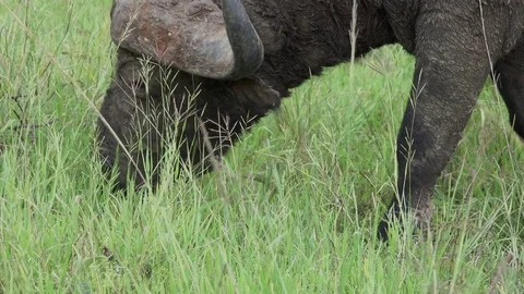 Buffalo, Cape buffalos grazing, close up ,Savannah, Africa Video stock 84231927