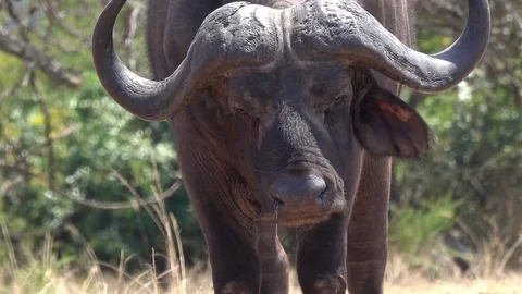 Buffalo, Cape buffalos grazing, close up ,Savannah, Africa Video stock 84232396