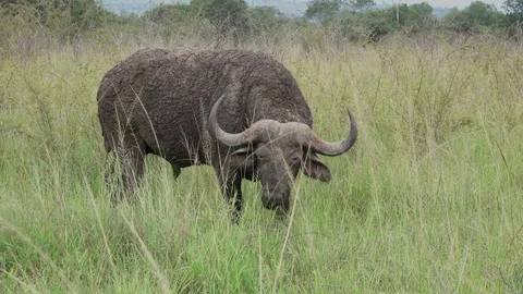 Buffalo, Cape buffalos grazing, close up ,Savannah, Africa Video stock 84252339
