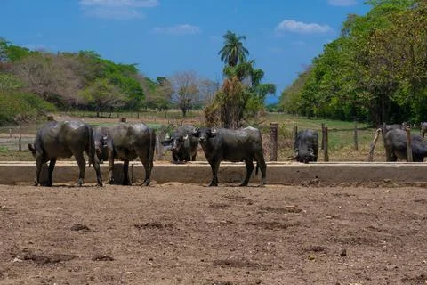 Buffalo cattle on the ranch Stock Photos