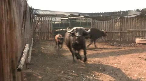 Buffalo charge in cadge Stock Footage 22772452