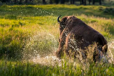 Buffalo Charging Through a Stream Stock Photos