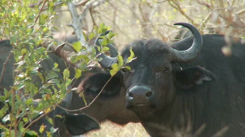 Buffalo Chewing 库存影片 514287