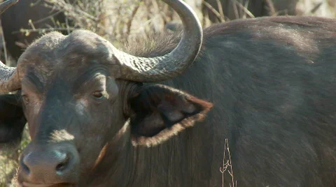 Buffalo Chewing 库存影片 514348