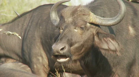 Buffalo Chewing 库存影片 523430