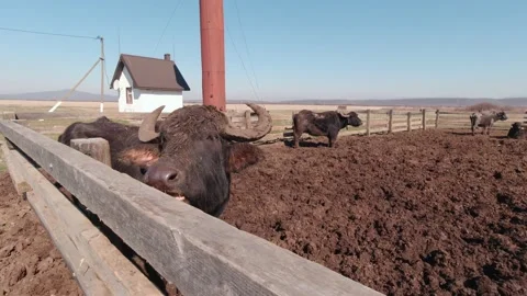The Buffalo Chewing Stock Footage 186041111