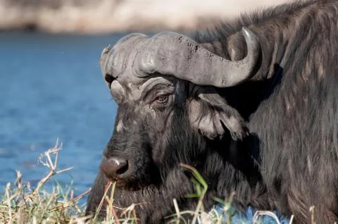 Buffalo at Chobe River Stock Photos