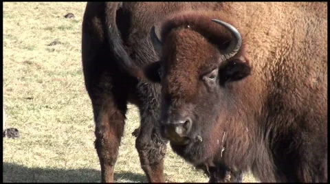 Buffalo close Video stock 609697