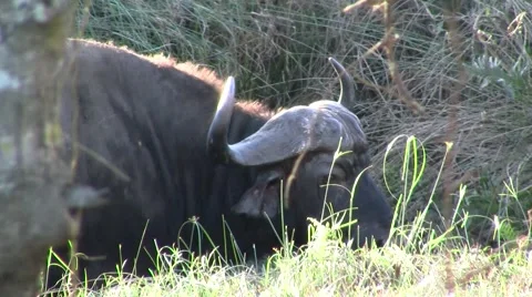 Buffalo close-up Stock Footage 2140543