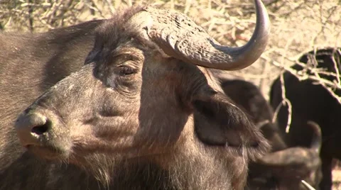 Buffalo close up Stock Footage 8629126