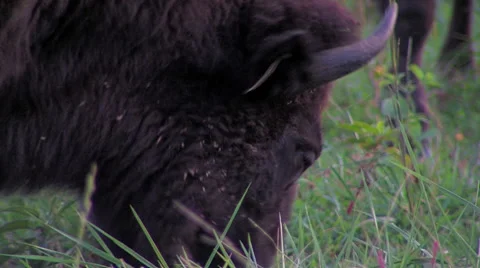 Buffalo close up Video stock 46717507