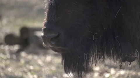 Buffalo Close up Stock Footage 237773942