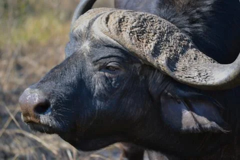 Buffalo up close Stock Photos