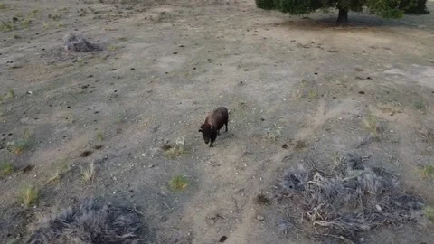Buffalo close up simi orbit to the left Stock Footage 166132682