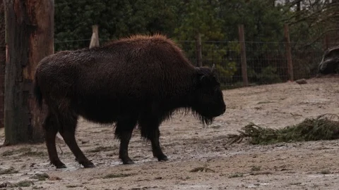 Buffalo, cloudy time shoot Stock Footage 102357537