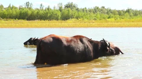 Buffalo comes into the river Stock-Footage 61714268