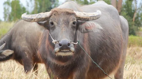 Buffalo continues to graze Stock Footage 47946931