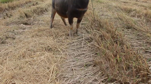 Buffalo continues to graze. Slow motion Stock Footage 47935926