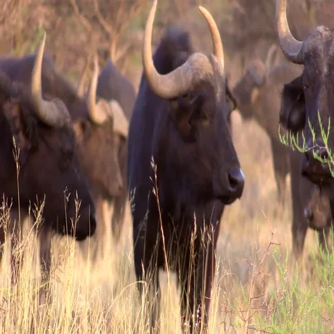 Buffalo Cows Video stock 69568791