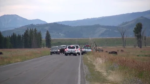 Buffalo creating traffic jam Stock Footage 83074697