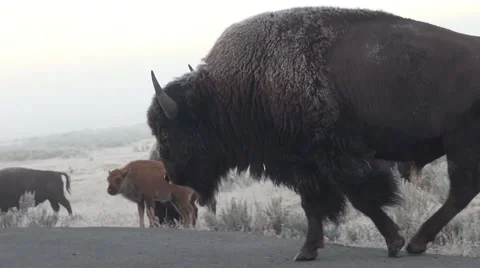 A buffalo crosses a highway blocking traffic Stock Footage 68029728