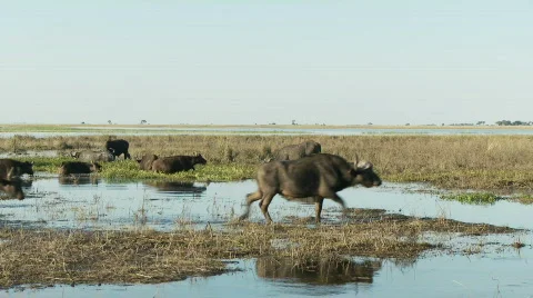 Buffalo crossing a river 库存影片 366738